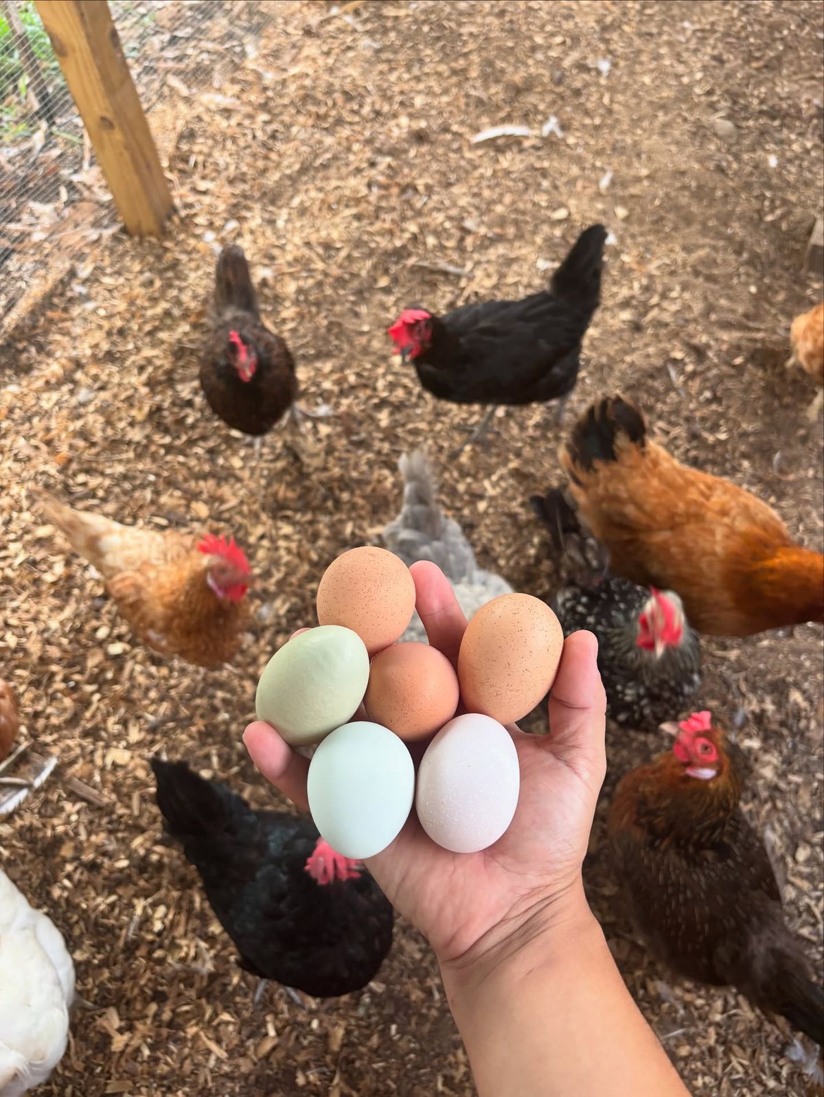 Uova dai gusci di colori diversi, una per ogni gallina.